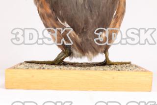 Bird leg reference 0003